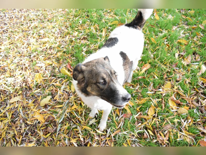 Traumhund „Shar“, kastriert, gut verträglich, kinderlieb, geht gut an der Leine