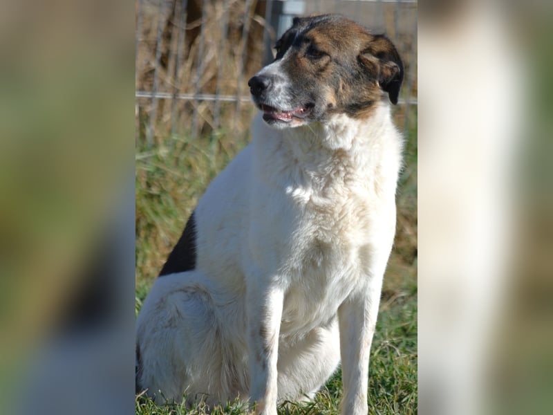 Traumhund „Shar“, kastriert, gut verträglich, kinderlieb, geht gut an der Leine