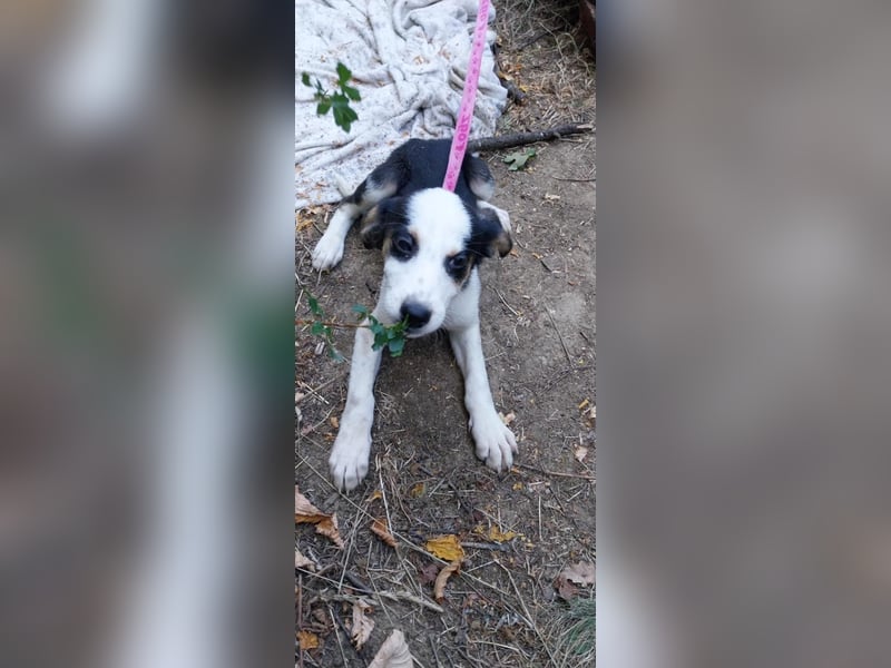 STELLA, ca, Juli 2025 geboren, sucht ein warmes Körbchen