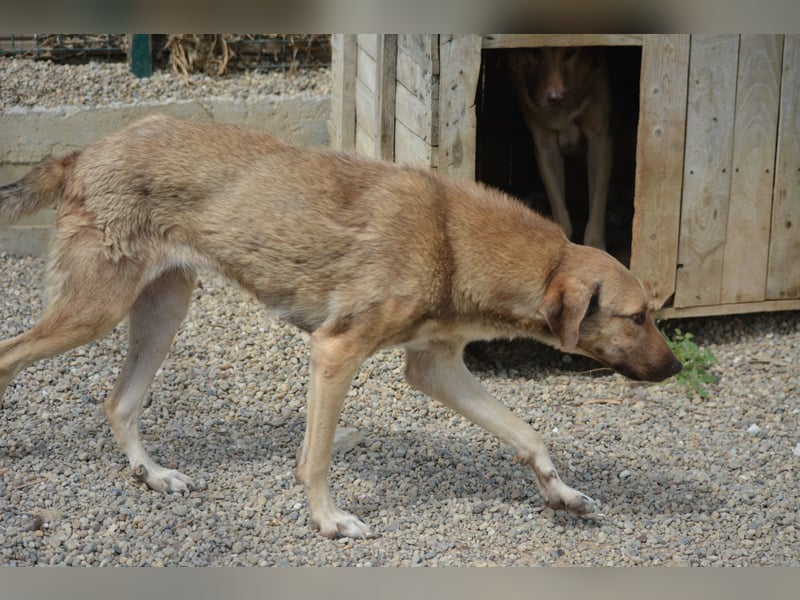 „Sandrine“, ca. 10.2024 geboren, sehr lieb