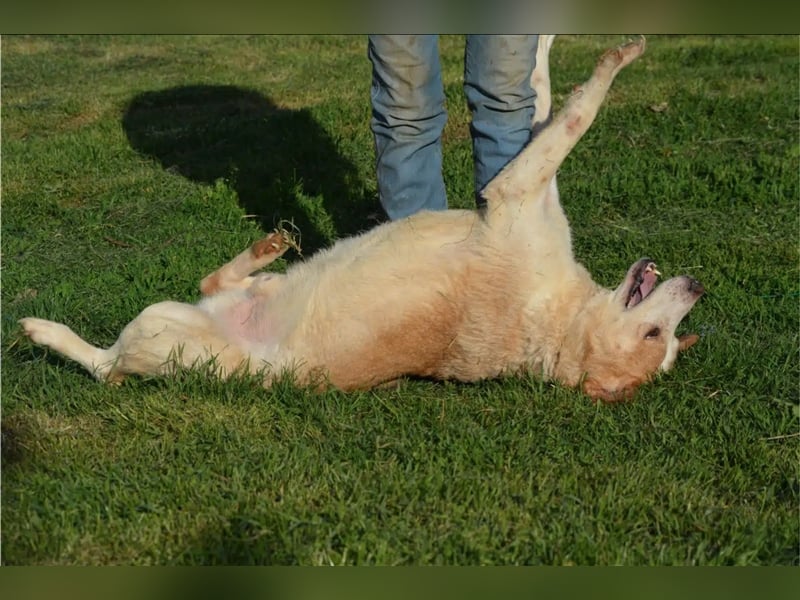 Lieber Mischlingsrüde „Jerry“, ca. 2017 geb., gut verträglich, kennt größere Kinder, sehr verschmust