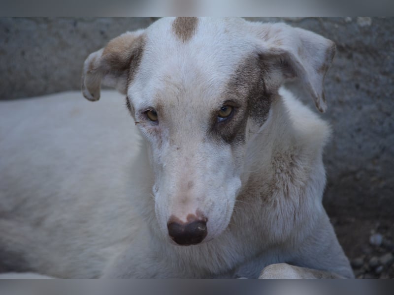 Merle, ca. 2022 geboren, wurde fast verhungert gefunden. Sehr lieb.