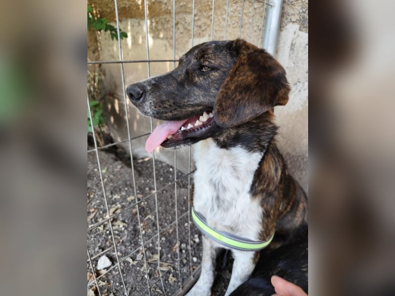 „Leon (II)“, ca. 09.2024 geboren, sehr lieber, noch zurückhaltender Mischlingsrüde