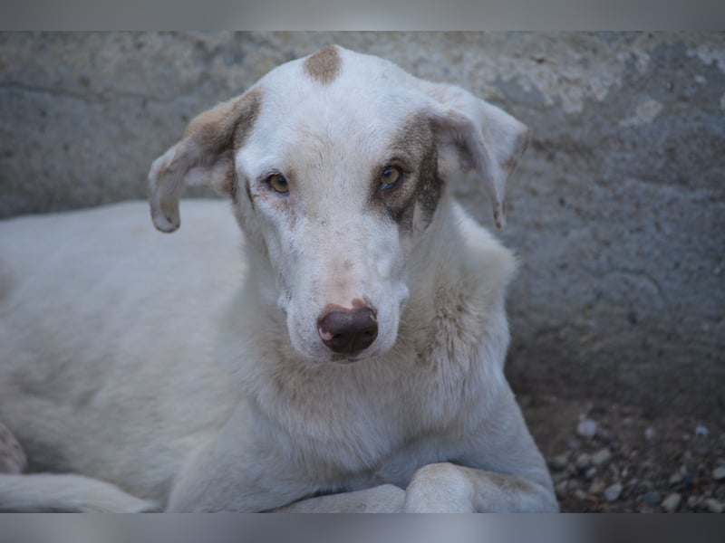 Merle, ca. 2022 geboren, wurde fast verhungert gefunden. Sehr lieb.