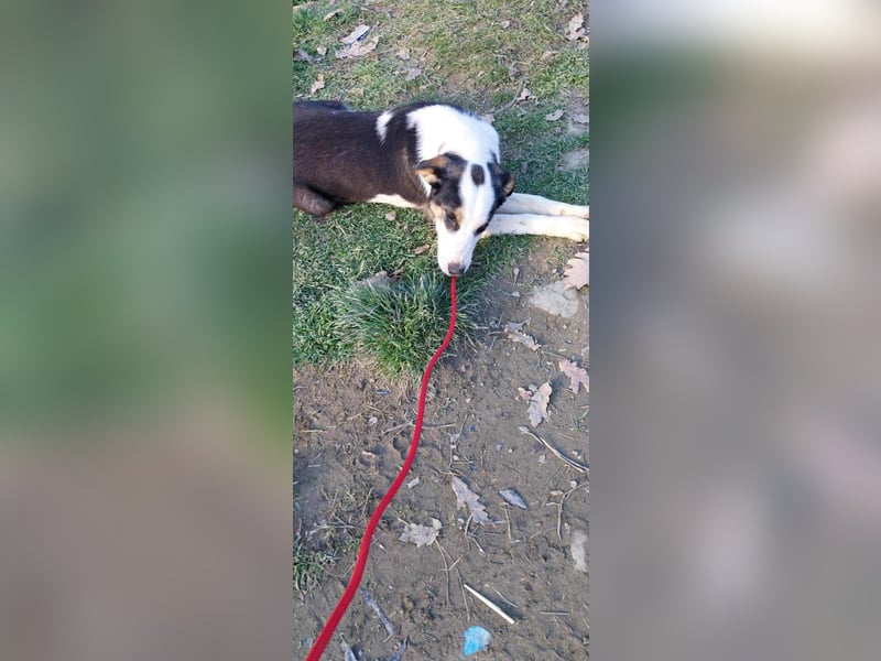 Bella, ca. Juli 2025 geboren, sucht warmes Körbchen