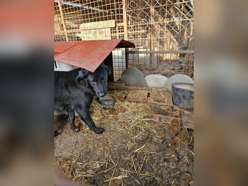 MOLLY, ca. 2022 geboren, sucht ein stabiles Zuhause