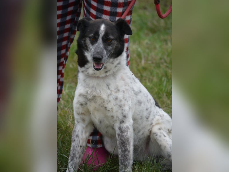 Rajko - Menschenbezogener und anhänglicher Rüde, ca. 2020 geboren