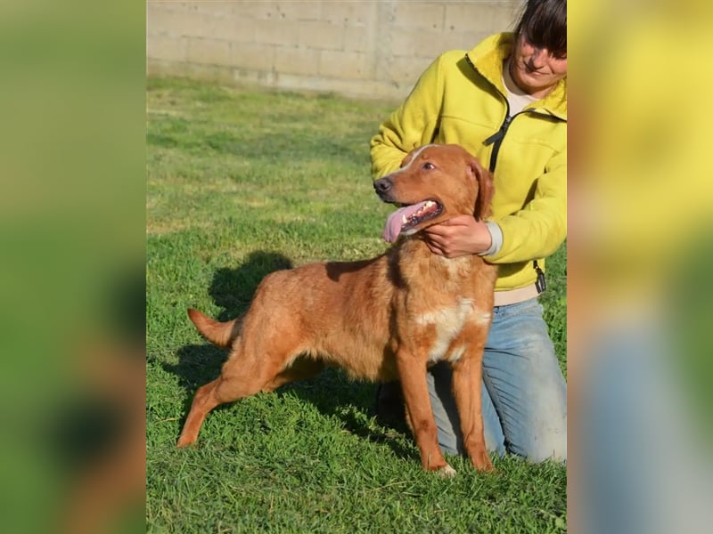 „Zuca“, ein toller Rüde ! Liebt ihre Menschen über alles, gut verträglich, sehr aufmerksam, lieb.