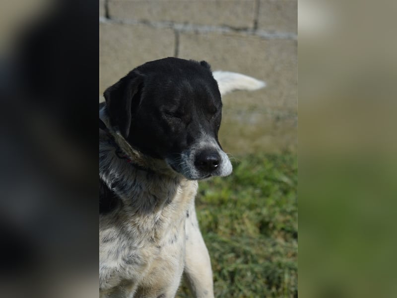 Blacky - Kinderlieber und verträglicher Rüde, geb. ca. 2019, wartet seit 4 Jahren vergeblich