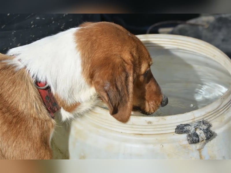 Zuta - Aufgeweckte Hündin, ca. 2021 geboren, gut verträglich, sehr lieb
