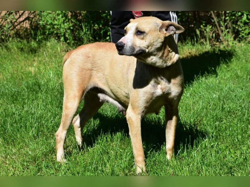 Hündin SYRAH, ca. 05.2021 geboren, wurde wahrscheinlich als Wurfhündin mißbraucht