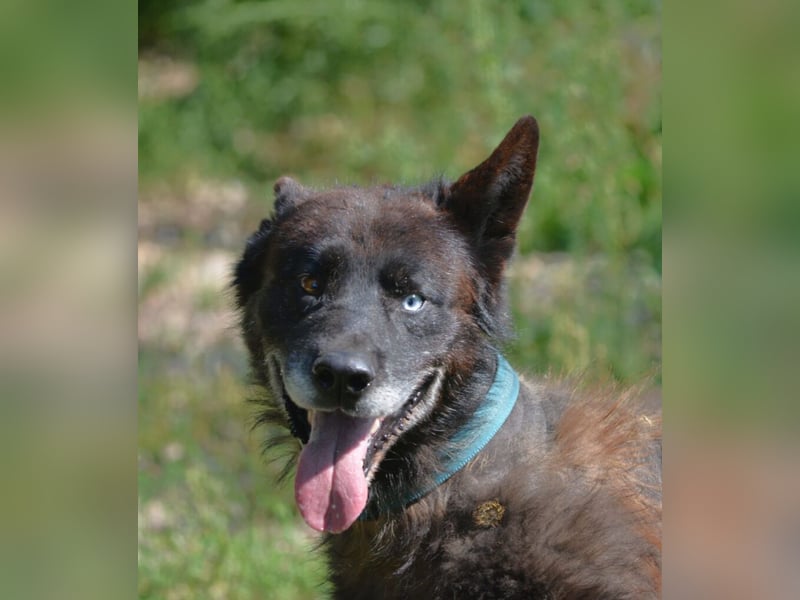 Ein ganz besonderer Hund, Madi, ca. 2020 geboren. Lieber anhänglicher Rüde