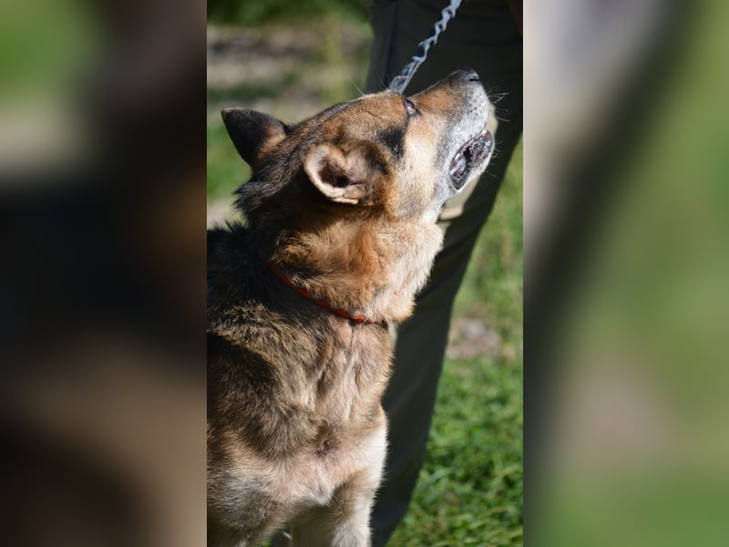 Aktiver und lieber Schäferhundrüde DISCO, ca. 2016 geboren, sucht ein ruhiges Zuhause