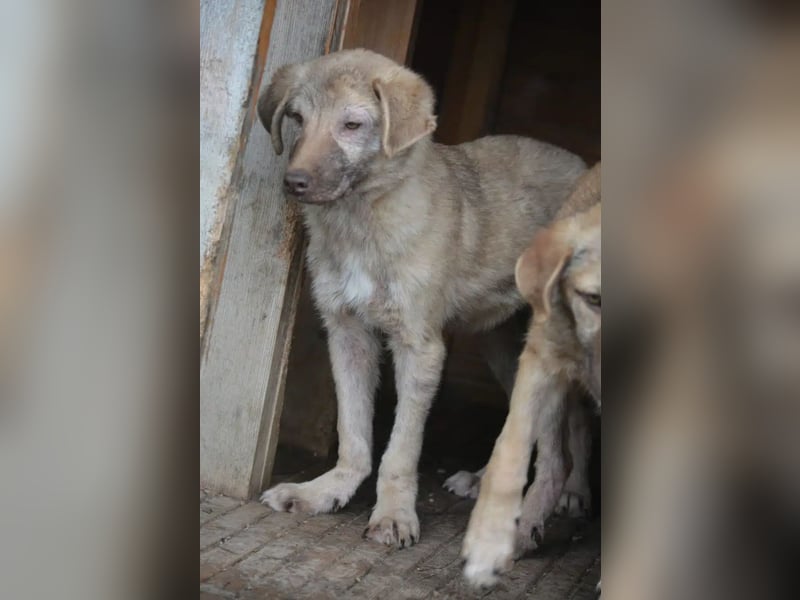 „Socke“, ca. 10.2024 geboren, sehr lieber Rüde, hat Plattfüßchen