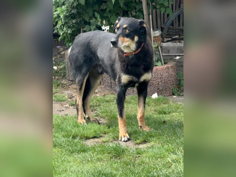 „Mogli“, ca. 05.2021 geboren, noch sehr zurückhaltend und ängstlich