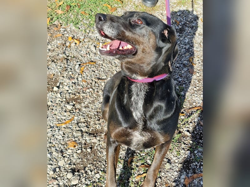 Aufmerksame, sehr liebe und absolut menschenbezogene Hündin „Leni“, ca. 2021 geboren.