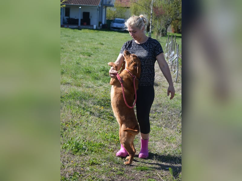 Zuta - Aufgeweckte Hündin, ca. 2021 geboren, gut verträglich, sehr lieb