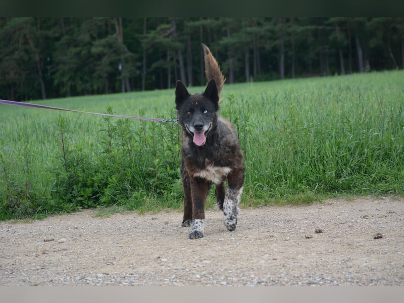 Ein ganz besonderer Hund, Madi, ca. 2020 geboren. Lieber anhänglicher Rüde