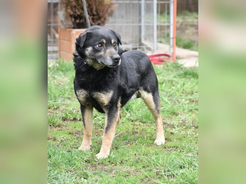 „Micki“ sucht ein neues Zuhause. Sein Herrchen ist verstorben. Geboren 03.2018, sehr lieb