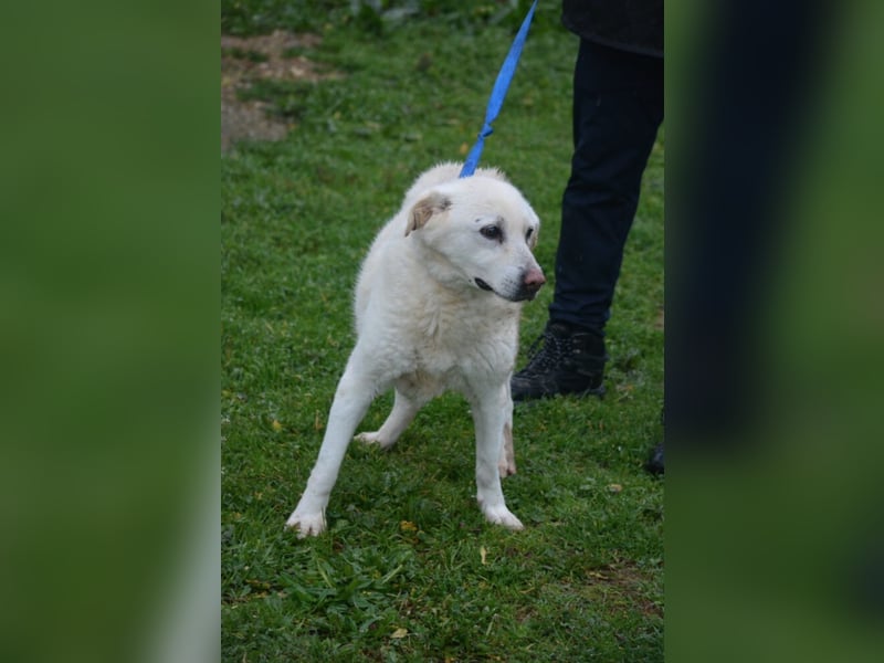 „Mari“ sucht Menschen mit Hundeverstand, die ihr Zeit geben ihre Angst abzulegen.