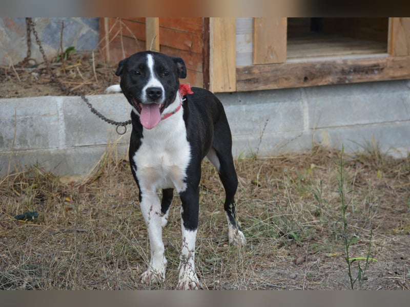 RESERVIERT- PEPPINO, ca. 2023, auch gut als Familienhund geeignet