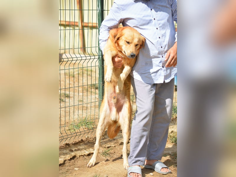 Loki, ca. 2022 geboren, sucht ein Zuhause mit Garten und gerne mit Artgenossen