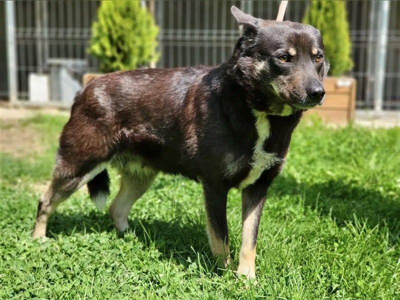 Liebe Mischlingshündin „Bibbi“, ca. 04.04.2021 geboren, gut verträglich, lieb, freundlich
