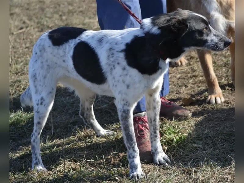 Rajko - Menschenbezogener und anhänglicher Rüde, ca. 2020 geboren