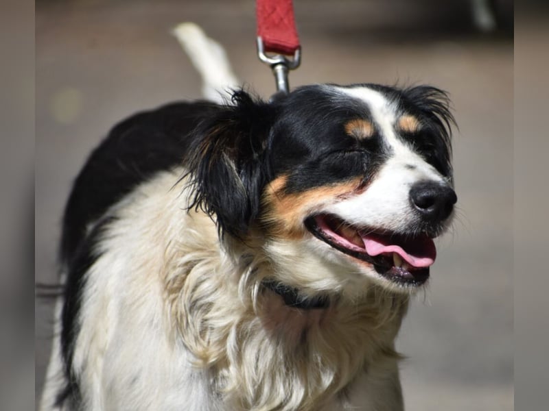 Sehr liebe und verschmuste Hündin POLETT, ca. 2017 geboren, lieb und unkompliziert. Geschenkkörbe