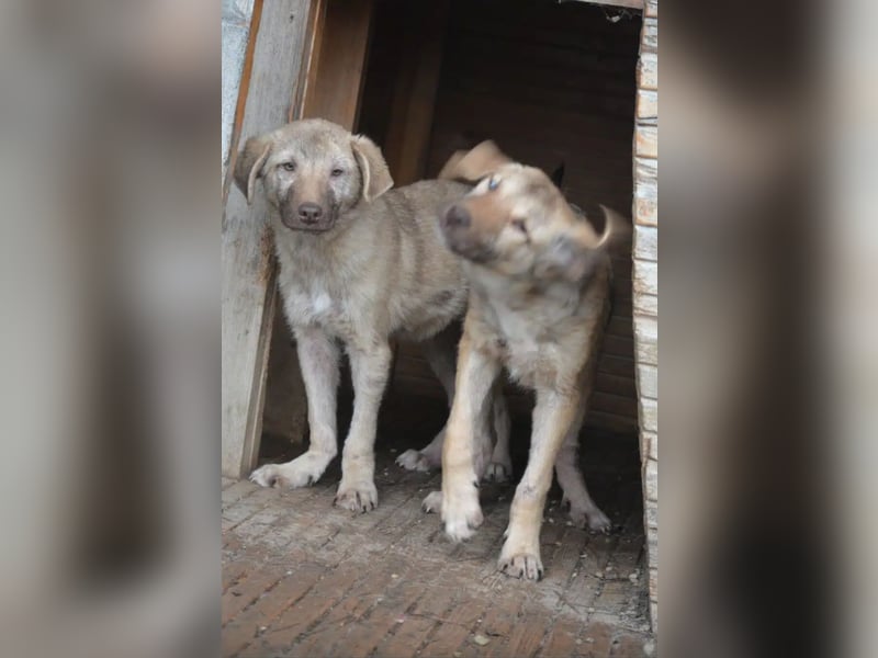 „Socke“, ca. 10.2024 geboren, sehr lieber Rüde, hat Plattfüßchen