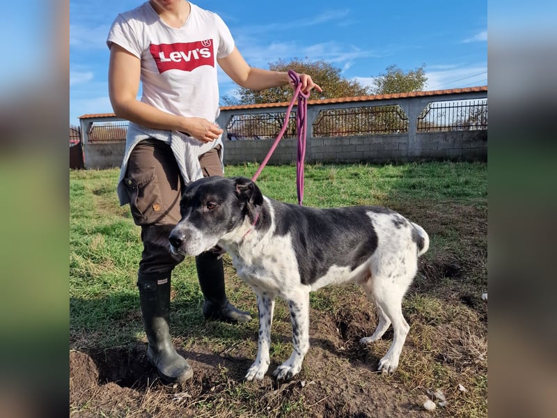 Blacky - Kinderlieber und verträglicher Rüde, geb. ca. 2019, wartet seit 4 Jahren vergeblich
