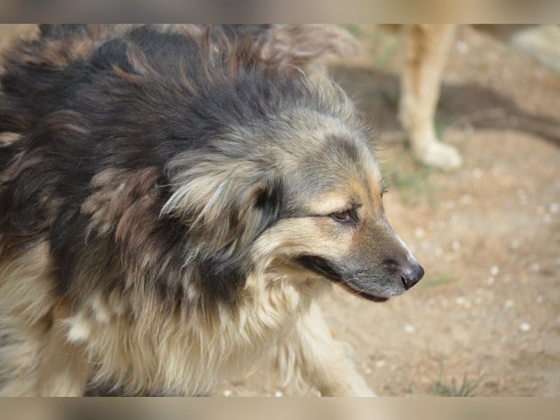 Saline (Herdenschutzhund Mischling), ca. 2021 geboren, gut verträgliche Hündin, sehr lieb, noch sehr