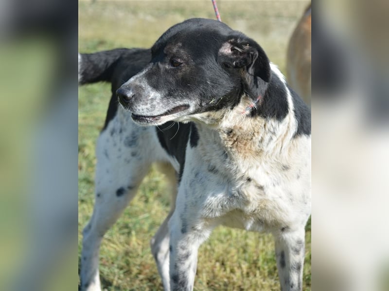 Blacky - Kinderlieber und verträglicher Rüde, geb. ca. 2019, wartet seit 4 Jahren vergeblich