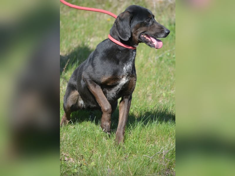 Aufmerksame, sehr liebe und absolut menschenbezogene Hündin „Leni“, ca. 2021 geboren.