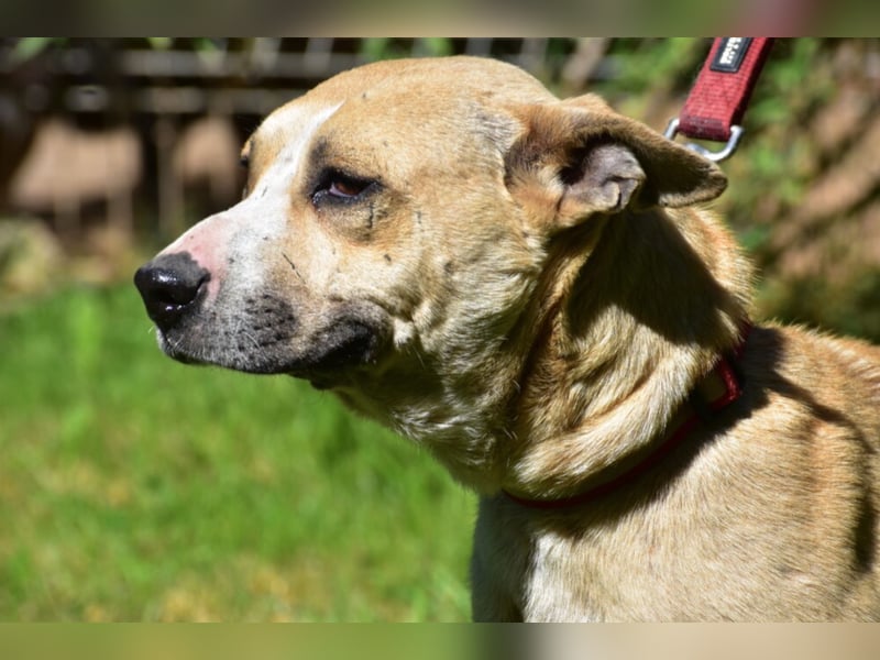 Hündin SYRAH, ca. 05.2021 geboren, wurde wahrscheinlich als Wurfhündin mißbraucht