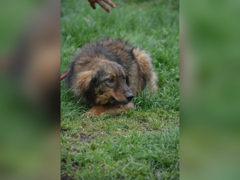 „Rudi“, ca. 01.2024 geboren, gut verträglich, noch sehr ängstlich. Braucht Sicherheit.