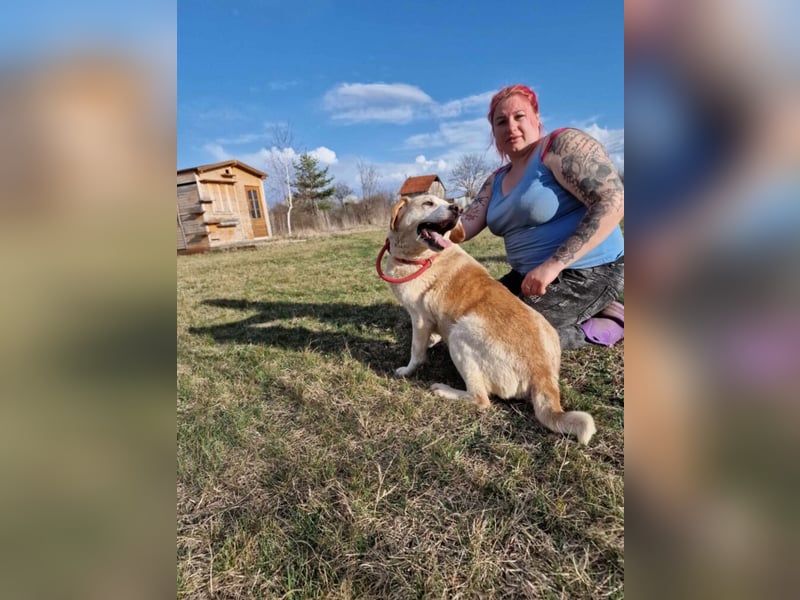 Sehr liebe und verträgliche Hündin „Zuca“, ca. 2019 geboren. Wartet schon 4 Jahre auf ein Zuhause.