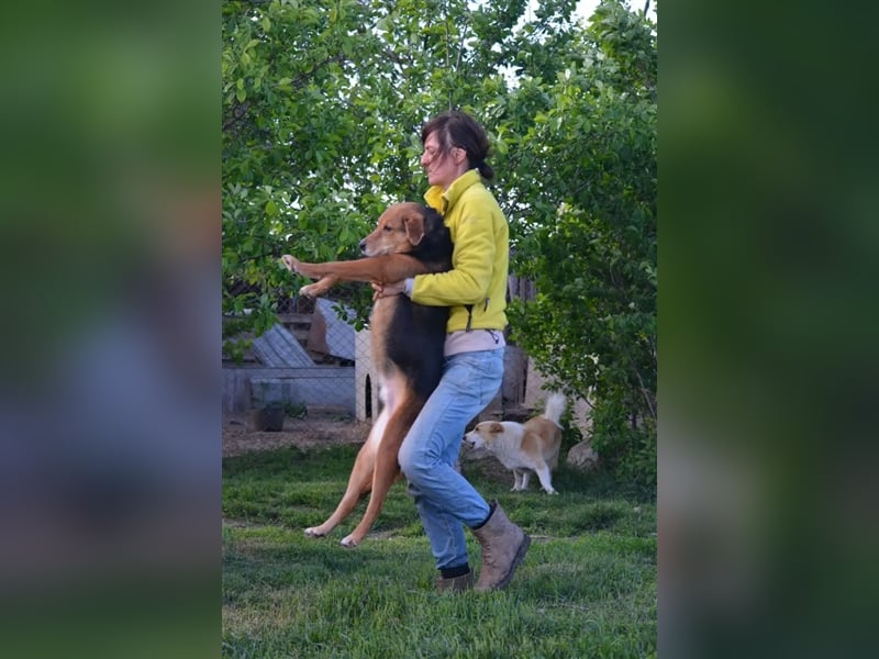 „Katy“, liebe, ruhige und sensible Hündin, gut verträglich, ca. 2018/2019 geb.