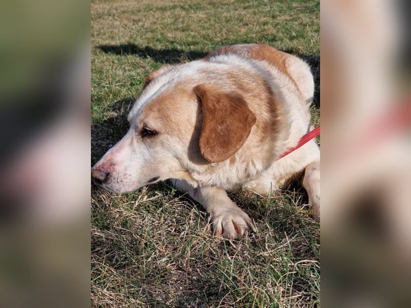 Sehr liebe und verträgliche Hündin „Zuca“, ca. 2019 geboren. Wartet schon 4 Jahre auf ein Zuhause.