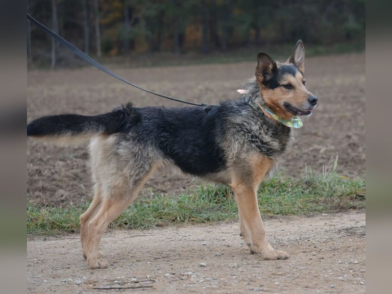 Lieber aufgeweckter Rüde TERRY, ca. 2021 geboren, sehr menschenbezogen, freundlich und verschmust
