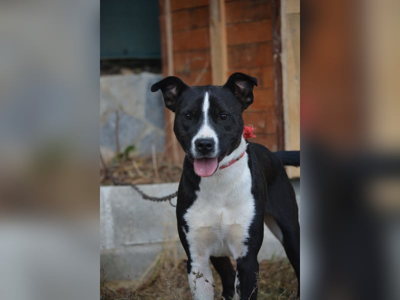 RESERVIERT- PEPPINO, ca. 2023, auch gut als Familienhund geeignet