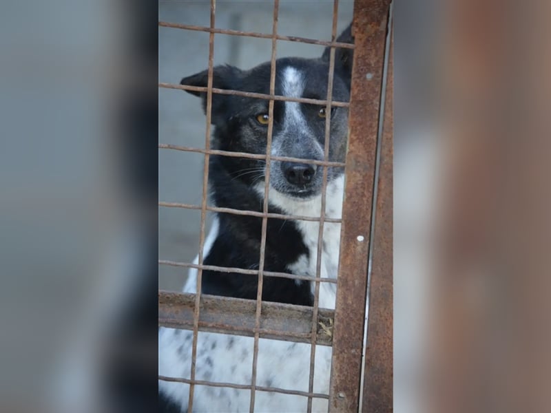 Rajko - Menschenbezogener und anhänglicher Rüde, ca. 2020 geboren