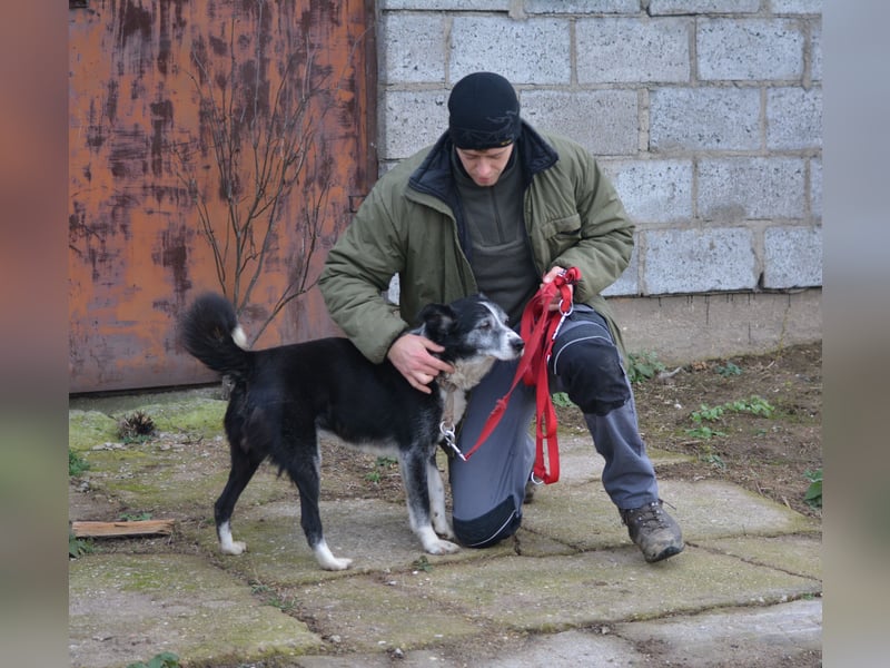 Sehr sanfter und ruhiger Rüde KLAUSI sucht ein gemütliches Plätzchen, gut verträglich
