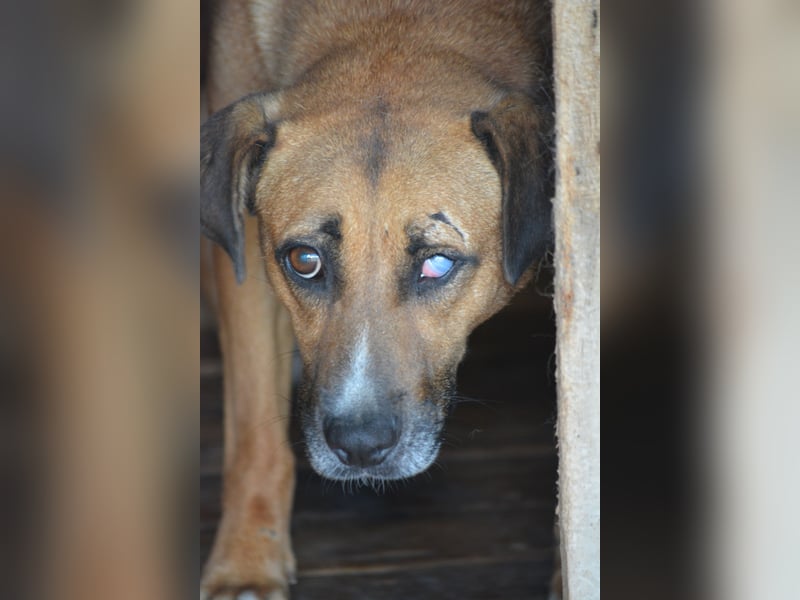 Sehr ängstliche Hündin Kira, auf einem Auge erblindet, ca. 2021/2022 geboren