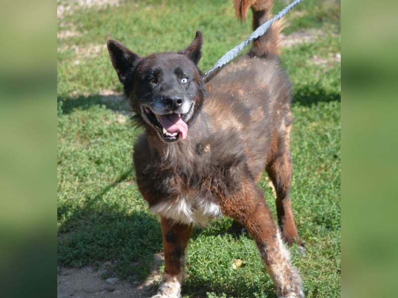 Ein ganz besonderer Hund, Madi, ca. 2020 geboren. Lieber anhänglicher Rüde