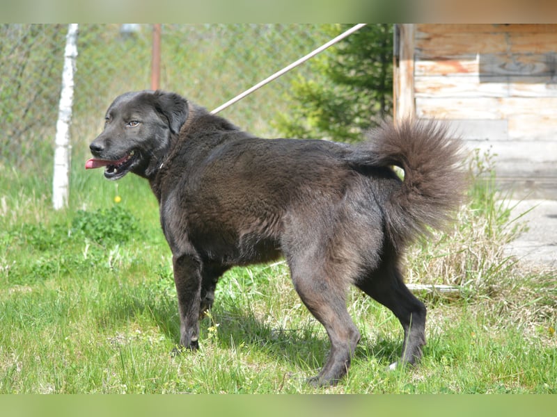 MOLLY, ca. 2022 geboren, sucht ein stabiles Zuhause