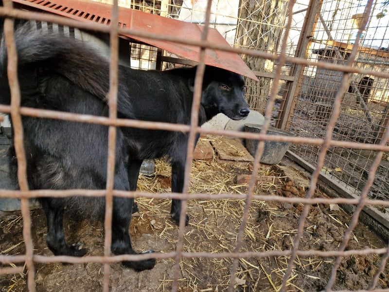 MOLLY, ca. 2022 geboren, sucht ein stabiles Zuhause