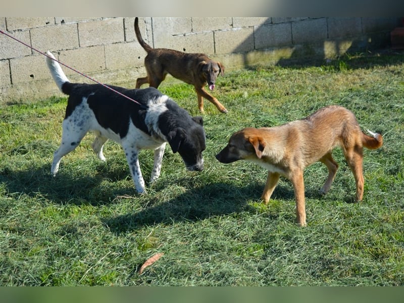 Blacky - Kinderlieber und verträglicher Rüde, geb. ca. 2019, wartet seit 4 Jahren vergeblich