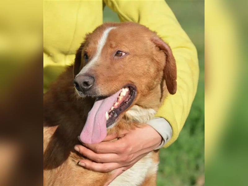„Zuca“, ein toller Rüde ! Liebt ihre Menschen über alles, gut verträglich, sehr aufmerksam, lieb.