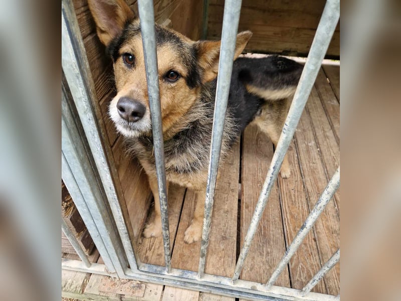 Lieber aufgeweckter Rüde TERRY, ca. 2021 geboren, sehr menschenbezogen, freundlich und verschmust